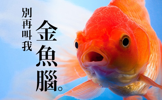別再叫我金魚腦！常常「忘東忘西」的人沒問題　研究證實：健忘的人是天才！
