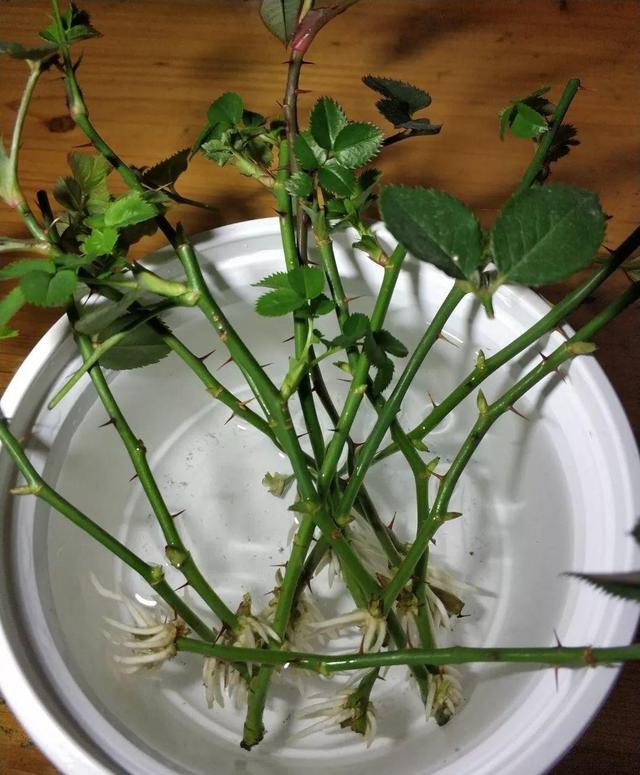 4種花最適合春夏天扦插「掐個枝丟水裡就活」7天冒根！花友必看