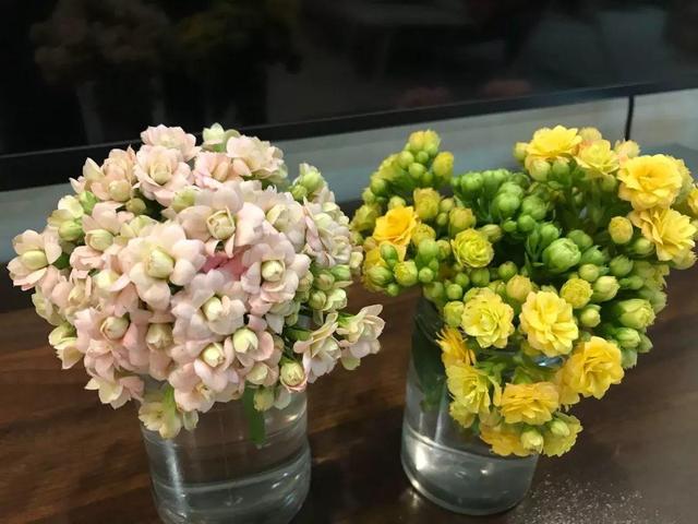 4種花最適合春夏天扦插「掐個枝丟水裡就活」7天冒根！花友必看