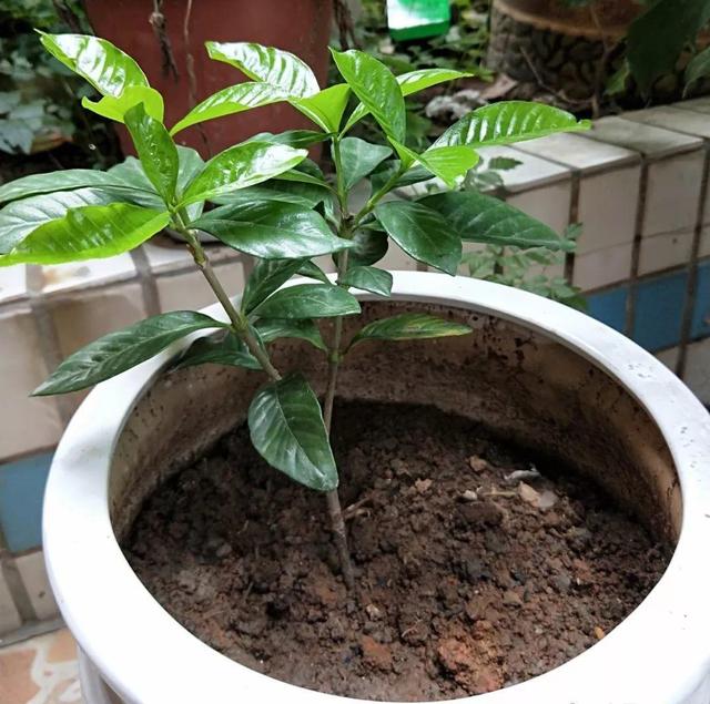 4種花最適合春夏天扦插「掐個枝丟水裡就活」7天冒根！花友必看