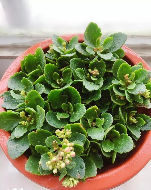 4種花最適合春夏天扦插「掐個枝丟水裡就活」7天冒根！花友必看