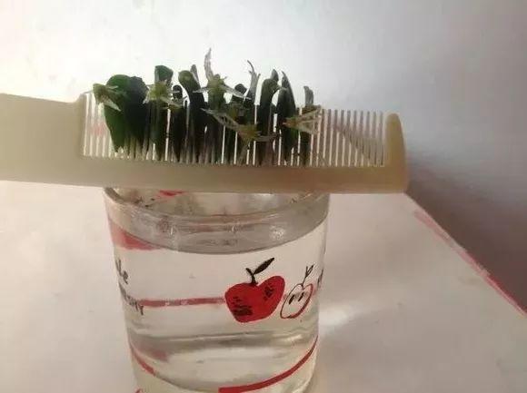 4種花最適合春夏天扦插「掐個枝丟水裡就活」7天冒根！花友必看