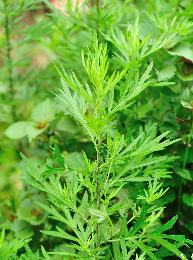 清明前後！不管「有錢沒錢」都要多吃此物　「尤其是女性」錯過還要再等一年