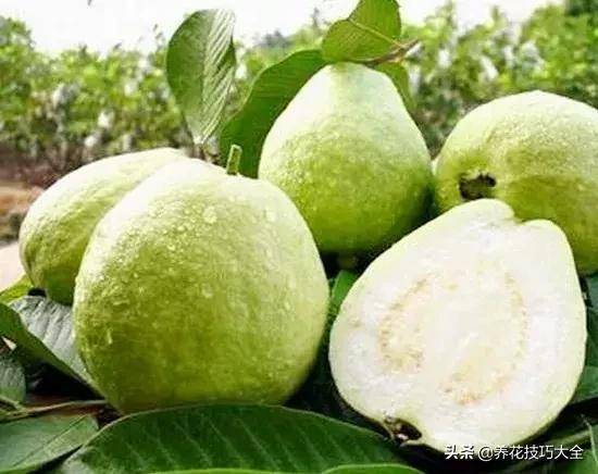 尿酸高的人！晚上睡覺有4種表現「3種鹼性水果」換著吃　尿酸悄悄降下來
