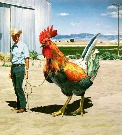 200公分高的雞，有的尾巴13m長，一隻值90萬！網友：開眼了！雞肉能吃嗎？