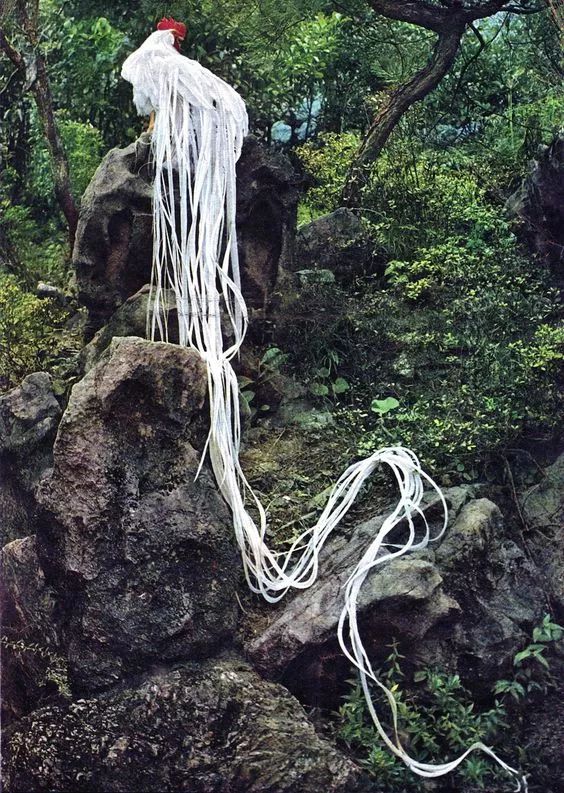 200公分高的雞，有的尾巴13m長，一隻值90萬！網友：開眼了！雞肉能吃嗎？