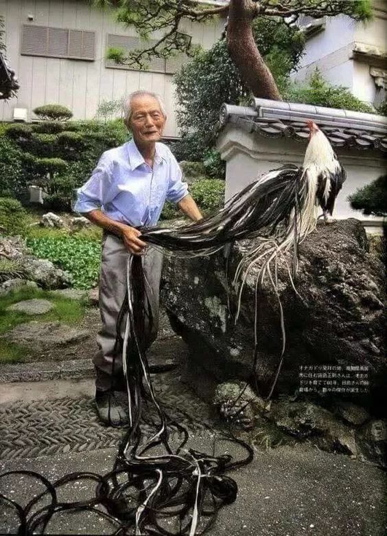 200公分高的雞，有的尾巴13m長，一隻值90萬！網友：開眼了！雞肉能吃嗎？