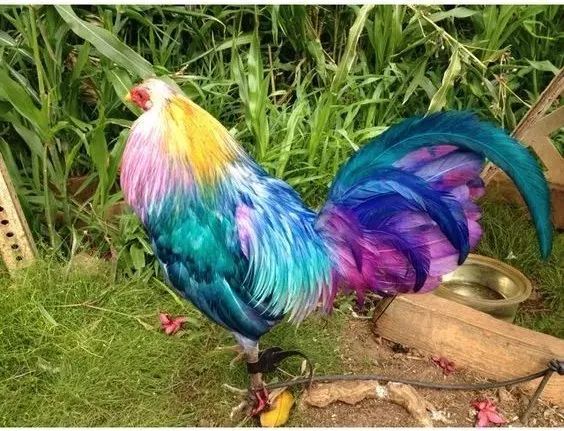 200公分高的雞，有的尾巴13m長，一隻值90萬！網友：開眼了！雞肉能吃嗎？