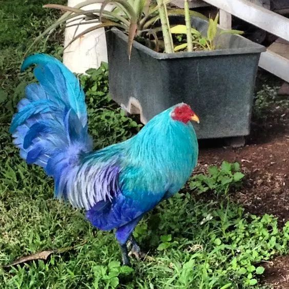 200公分高的雞，有的尾巴13m長，一隻值90萬！網友：開眼了！雞肉能吃嗎？