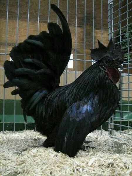 200公分高的雞，有的尾巴13m長，一隻值90萬！網友：開眼了！雞肉能吃嗎？