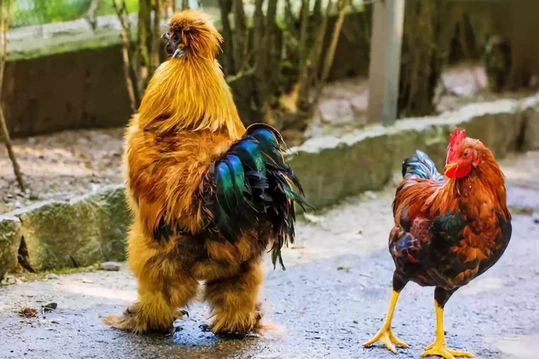 200公分高的雞，有的尾巴13m長，一隻值90萬！網友：開眼了！雞肉能吃嗎？