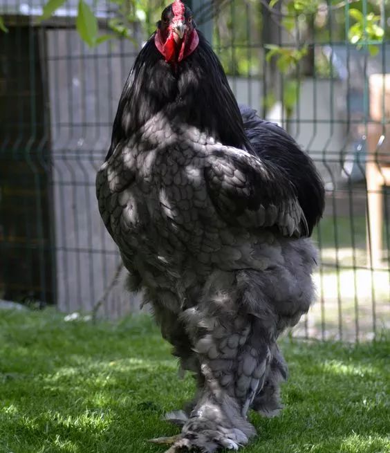 200公分高的雞，有的尾巴13m長，一隻值90萬！網友：開眼了！雞肉能吃嗎？