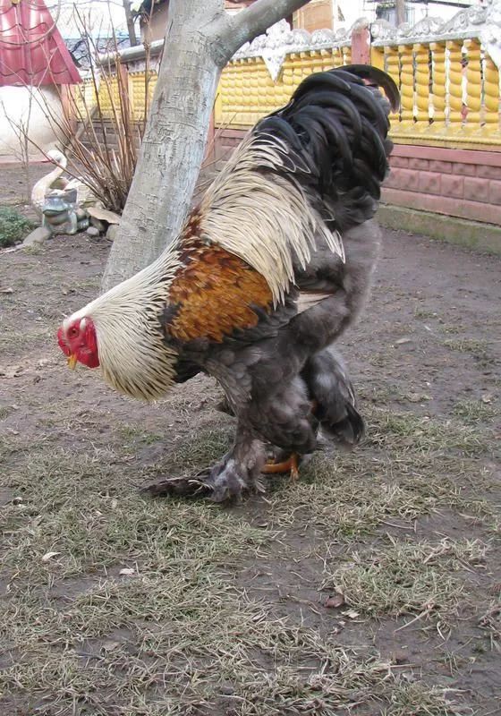 200公分高的雞，有的尾巴13m長，一隻值90萬！網友：開眼了！雞肉能吃嗎？