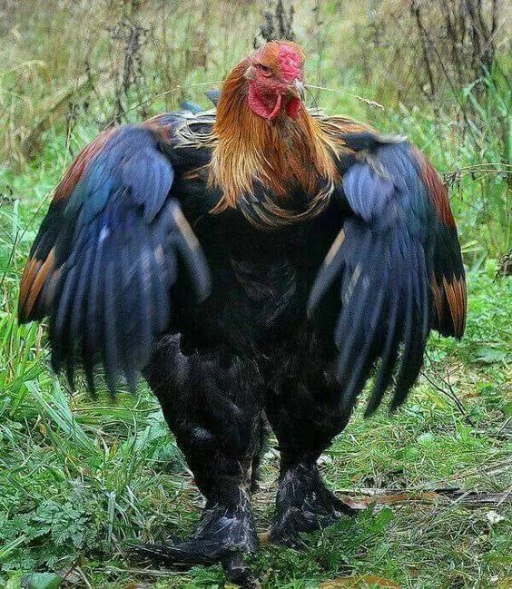 200公分高的雞，有的尾巴13m長，一隻值90萬！網友：開眼了！雞肉能吃嗎？