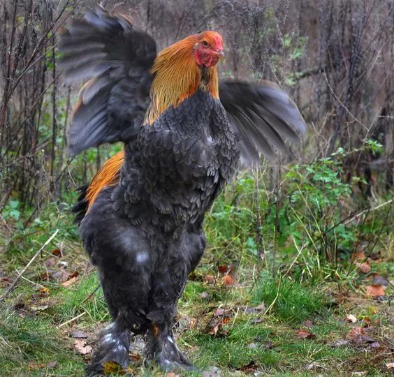 200公分高的雞，有的尾巴13m長，一隻值90萬！網友：開眼了！雞肉能吃嗎？