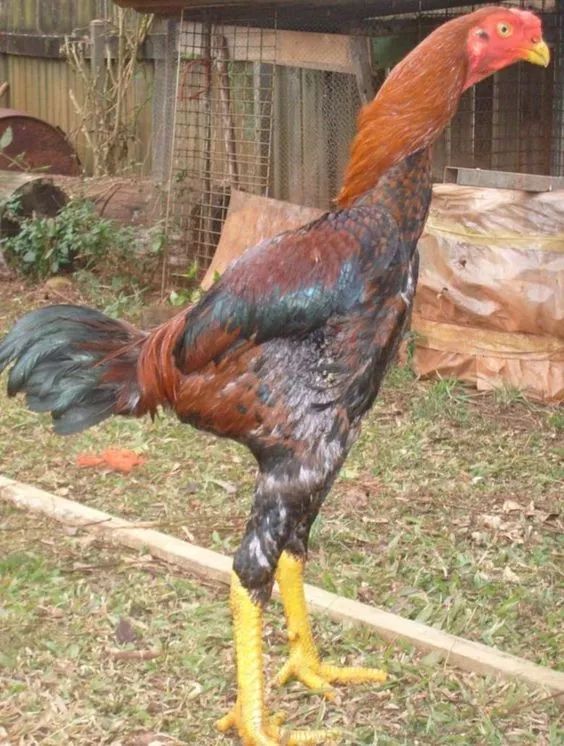 200公分高的雞，有的尾巴13m長，一隻值90萬！網友：開眼了！雞肉能吃嗎？