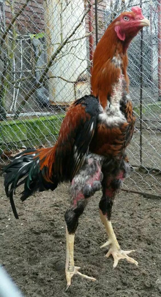 200公分高的雞，有的尾巴13m長，一隻值90萬！網友：開眼了！雞肉能吃嗎？