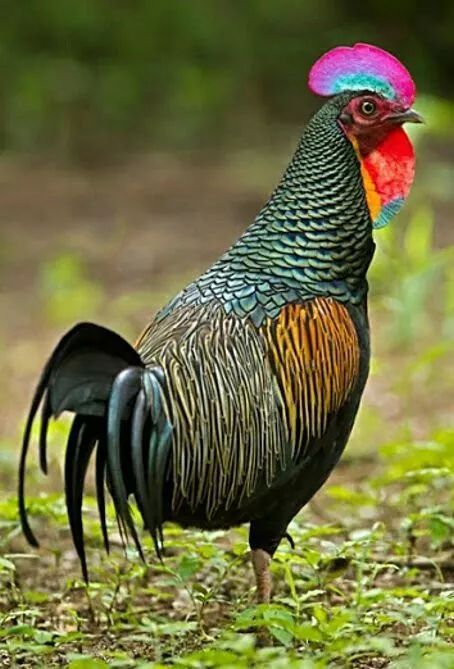 200公分高的雞，有的尾巴13m長，一隻值90萬！網友：開眼了！雞肉能吃嗎？