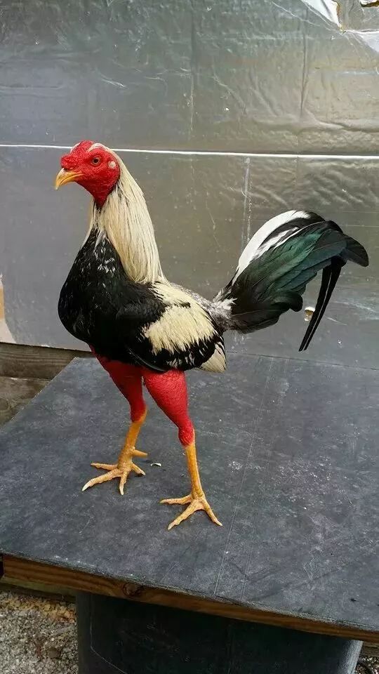 200公分高的雞，有的尾巴13m長，一隻值90萬！網友：開眼了！雞肉能吃嗎？