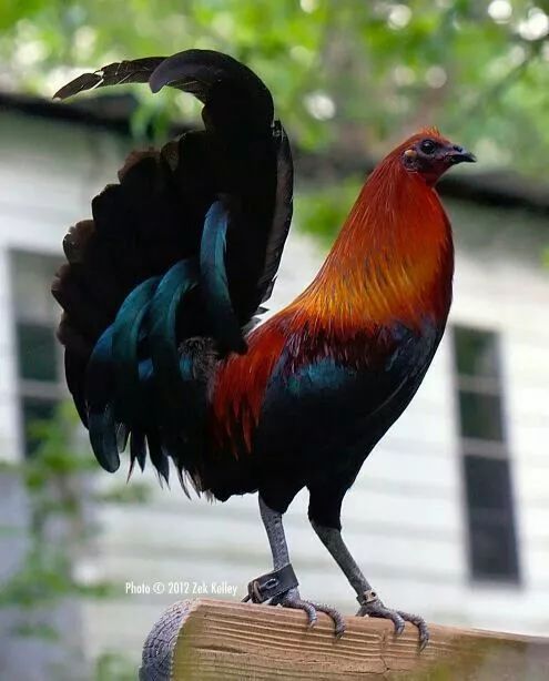 200公分高的雞，有的尾巴13m長，一隻值90萬！網友：開眼了！雞肉能吃嗎？