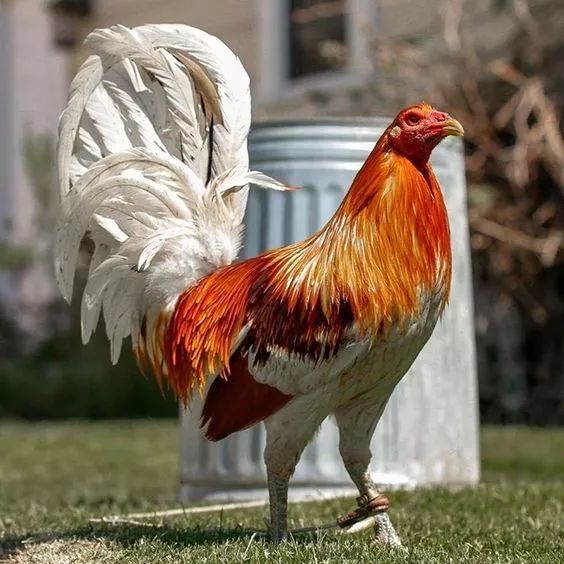 200公分高的雞，有的尾巴13m長，一隻值90萬！網友：開眼了！雞肉能吃嗎？