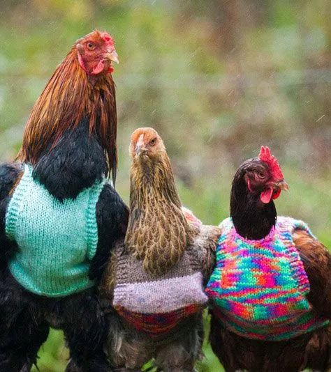 200公分高的雞，有的尾巴13m長，一隻值90萬！網友：開眼了！雞肉能吃嗎？