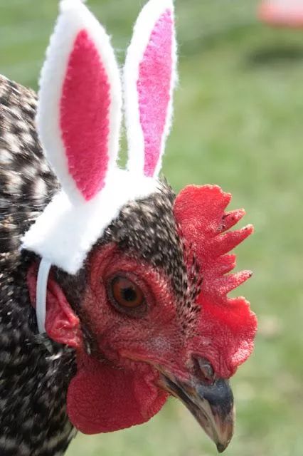 200公分高的雞，有的尾巴13m長，一隻值90萬！網友：開眼了！雞肉能吃嗎？