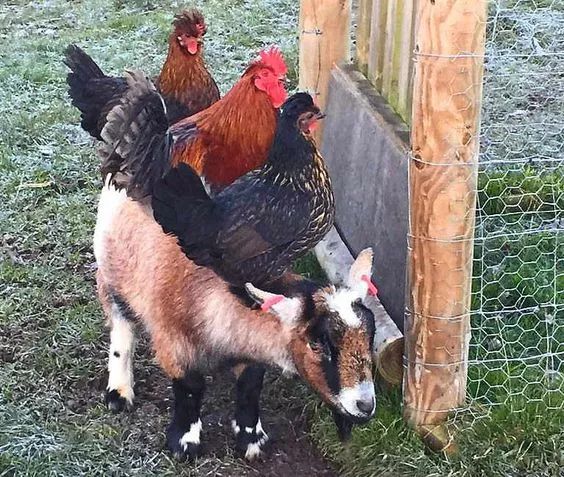 200公分高的雞，有的尾巴13m長，一隻值90萬！網友：開眼了！雞肉能吃嗎？