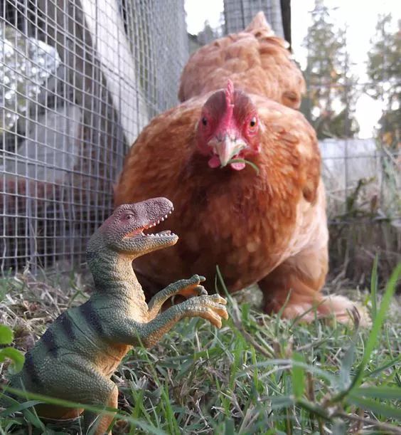 200公分高的雞，有的尾巴13m長，一隻值90萬！網友：開眼了！雞肉能吃嗎？