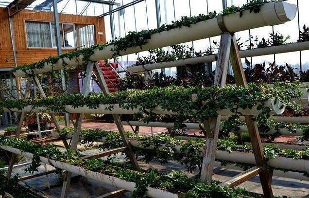 9種蔬菜吃不完別扔！菜葉「放土裡可再生」一年都不需花錢買菜了