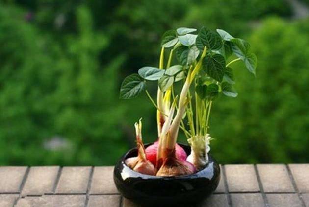 9種蔬菜吃不完別扔！菜葉「放土裡可再生」一年都不需花錢買菜了