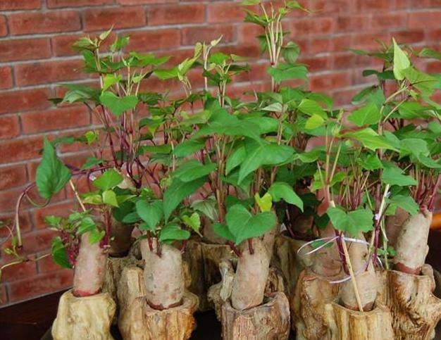 9種蔬菜吃不完別扔！菜葉「放土裡可再生」一年都不需花錢買菜了