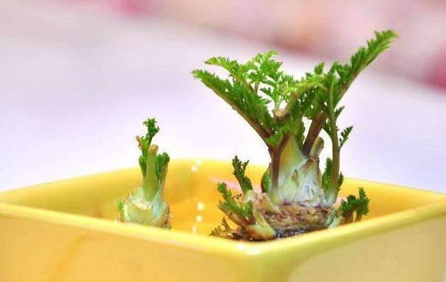 9種蔬菜吃不完別扔！菜葉「放土裡可再生」一年都不需花錢買菜了