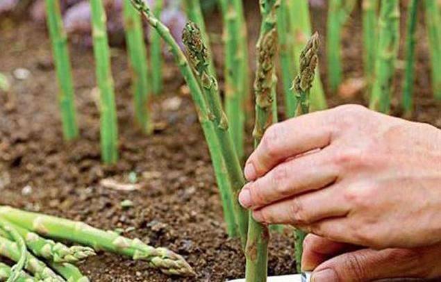 9種蔬菜吃不完別扔！菜葉「放土裡可再生」一年都不需花錢買菜了