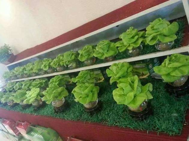9種蔬菜吃不完別扔！菜葉「放土裡可再生」一年都不需花錢買菜了