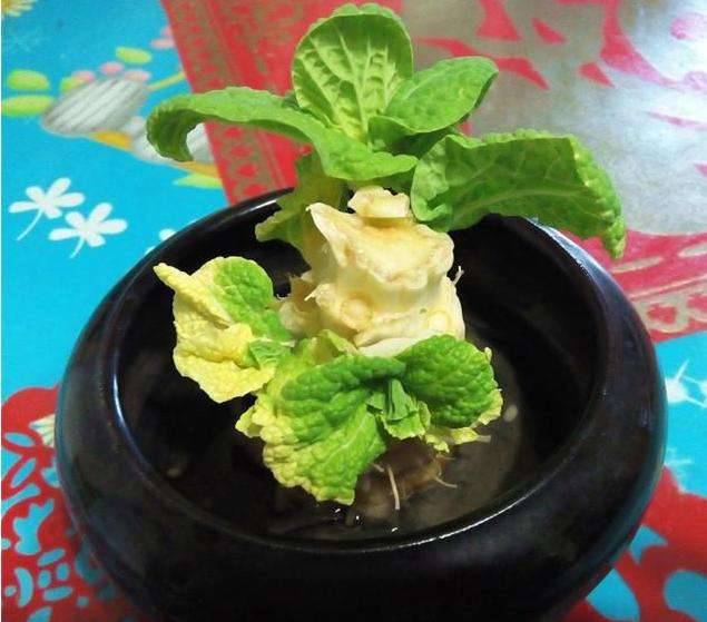 9種蔬菜吃不完別扔！菜葉「放土裡可再生」一年都不需花錢買菜了