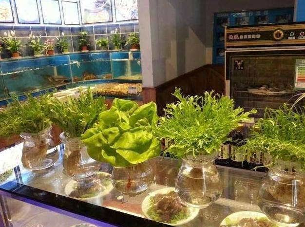 9種蔬菜吃不完別扔！菜葉「放土裡可再生」一年都不需花錢買菜了
