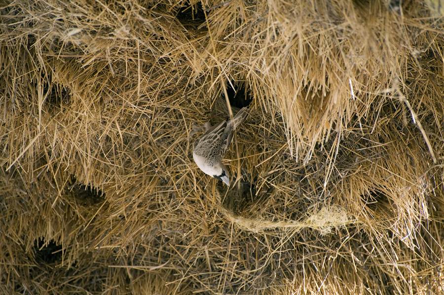 路邊驚見「超狂巨無霸鳥巢」！重達1噸可住500隻鳥　往上一看「底部超神奇畫面」網驚呆：牠們太聰明
