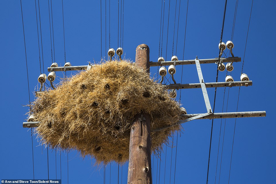 路邊驚見「超狂巨無霸鳥巢」！重達1噸可住500隻鳥　往上一看「底部超神奇畫面」網驚呆：牠們太聰明