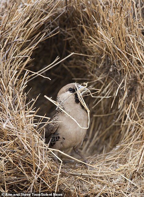 路邊驚見「超狂巨無霸鳥巢」！重達1噸可住500隻鳥　往上一看「底部超神奇畫面」網驚呆：牠們太聰明