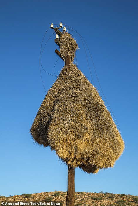 路邊驚見「超狂巨無霸鳥巢」！重達1噸可住500隻鳥　往上一看「底部超神奇畫面」網驚呆：牠們太聰明