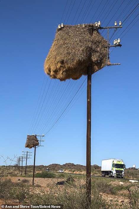 路邊驚見「超狂巨無霸鳥巢」！重達1噸可住500隻鳥　往上一看「底部超神奇畫面」網驚呆：牠們太聰明