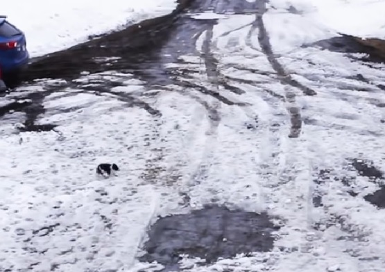 主人倒車沒發現「愛犬在後面」...大狗狗「下秒挺身而出」飛撲神救援！