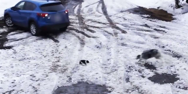 主人倒車沒發現「愛犬在後面」...大狗狗「下秒挺身而出」飛撲神救援！