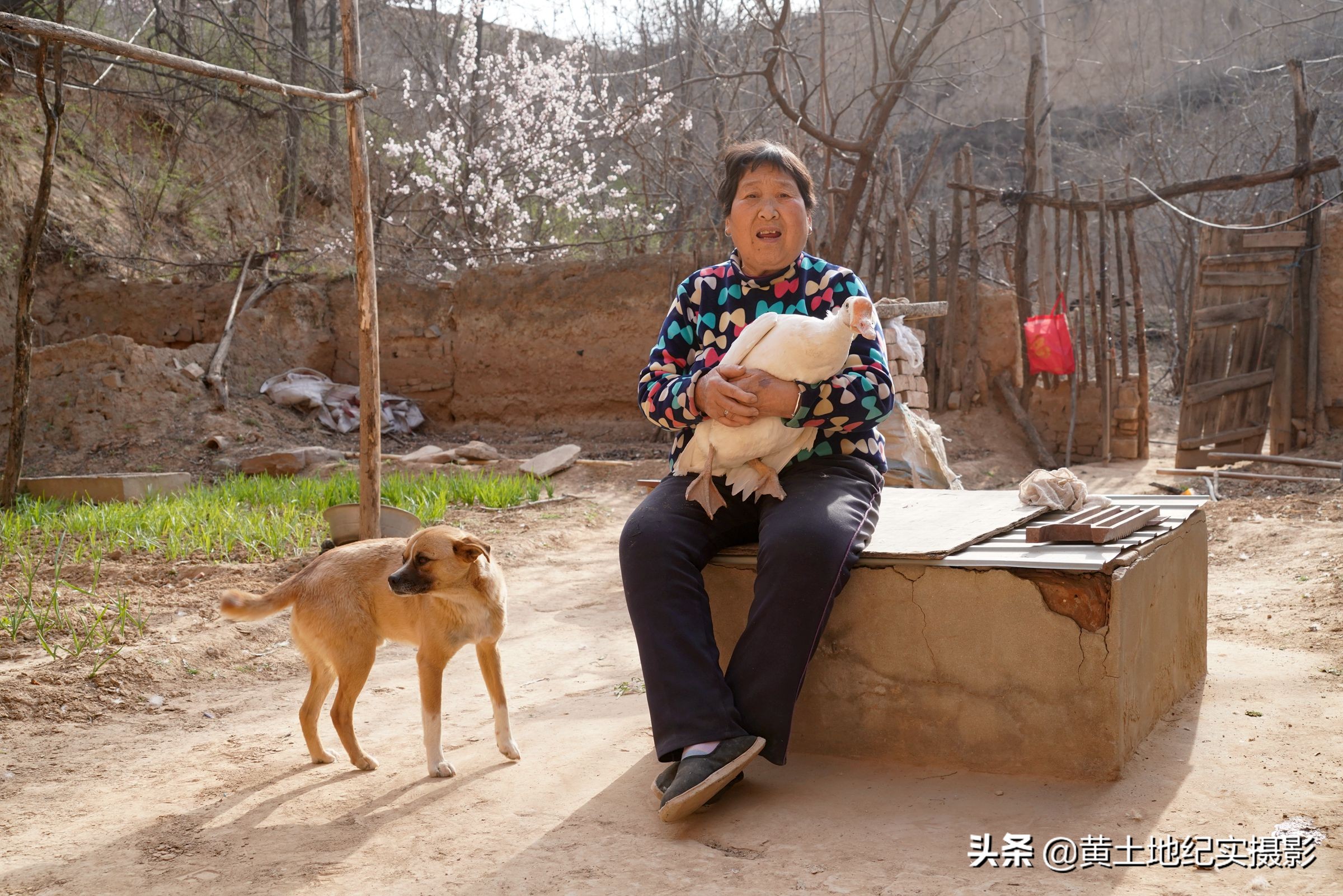 7旬老婦隱居深山53年！世外桃源「1條狗1隻鵝相伴」  聽著音樂燦笑：我就是個老神仙