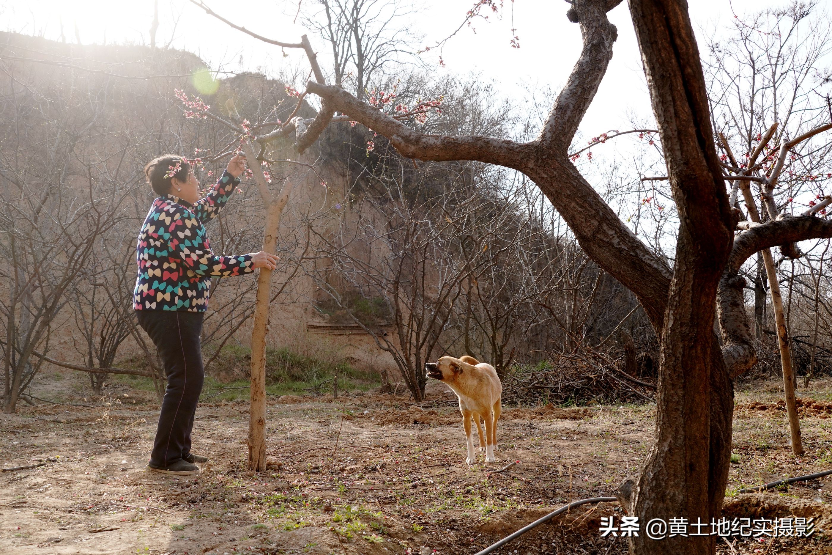 7旬老婦隱居深山53年！世外桃源「1條狗1隻鵝相伴」  聽著音樂燦笑：我就是個老神仙