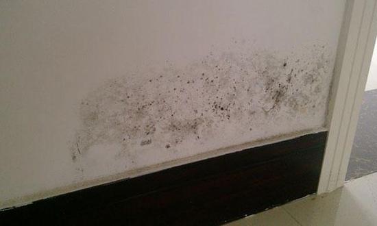 牆體「掉皮發霉」不用大動工！學會四招「黴菌處理防潮法」不到三分鐘，問題就解決了