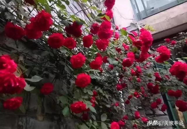 退休後不忘夢想！她用6年親手「打造夢境花園」 鄰居「酸做白工」一看嚇傻：冬天雪景春天花開美翻