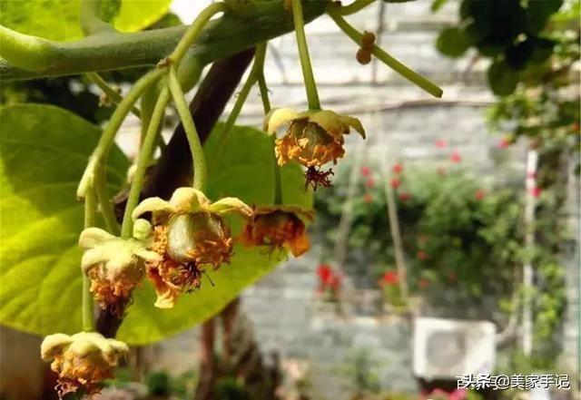 退休後不忘夢想！她用6年親手「打造夢境花園」 鄰居「酸做白工」一看嚇傻：冬天雪景春天花開美翻