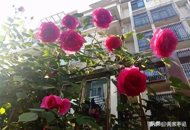退休後不忘夢想！她用6年親手「打造夢境花園」 鄰居「酸做白工」一看嚇傻：冬天雪景春天花開美翻